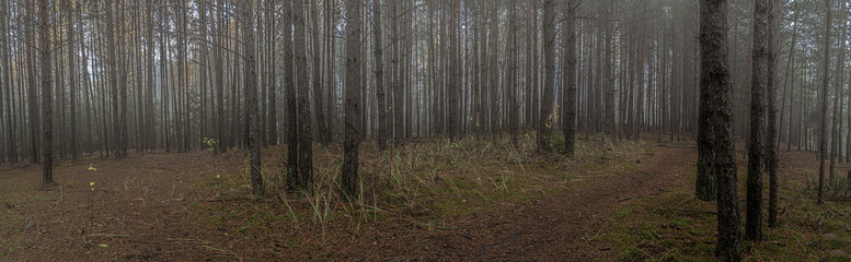 Panorama of the forest on an autumn ,foggy day in the morning in Podlasie in Poland.