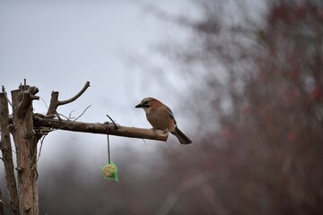 The Eurasian jay watching on the branch with the fodder rack in foggy wheater