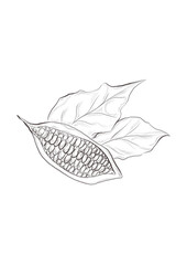Watercolor illustration of cacao plant