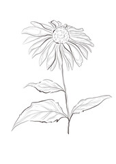 Watercolor illustration of echinacea flower - obrazy, fototapety, plakaty