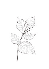 Watercolor illustration of pepper mint branch