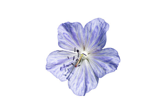 Geranium Pratense 'Mrs Kendall Clark' a summer flowering plant with a light purple summertime flower commonly known as meadow cranesbill, stock photo cut out and isolated on a transparent background