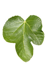 Fig leaf (ficus carica) with green fruit, macro close-up, png stock photo file cut out and isolated on a transparent background