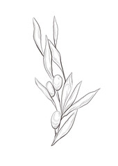 Watercolor illustration of olive tree branch