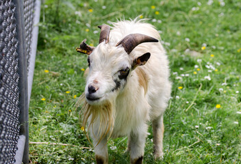 Close up of white cream goat  Mainau island.