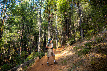 Obraz premium The Hiking Trail at Castle Crag California State Park with large pine trees along the Path with a Matuire man Exploring the Forest