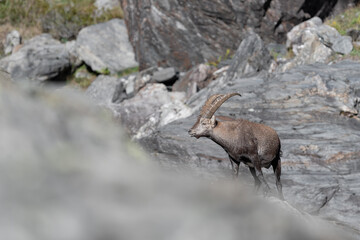 On the rock, ibex male in the summer season (Capra ibex)