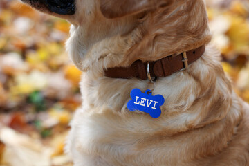 Dog in collar with metal tag outdoors, closeup