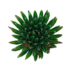 Beautiful green agave on white background, top view
