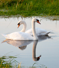 Mating Swans