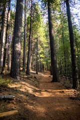 The Hiking Trail at Castle Crag California State Park with large pine trees along the Path
