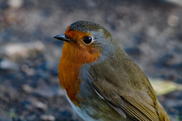 A stunning portrait of a single Robin Redbreast in the forest. These birds are popular at Christmas time and often found on the front of holiday greeting cards. 