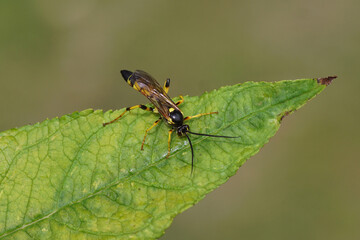 Fototapeta na wymiar Close up male parasitic wasp Ichneumon xanthorius family ichneumon wasps or ichneumonids (Ichneumonidae) on a leaf. Dutch garden. Summer, July, Netherlands.