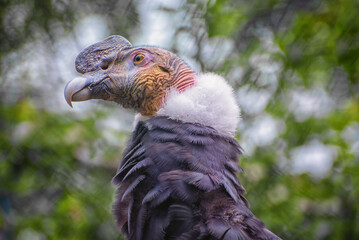 Andean Condor, a giant South American Cathartid vulture