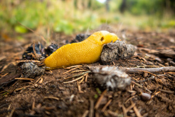 A Banana Slug in a Temperate rain Forest Eating Animal Poop Scat