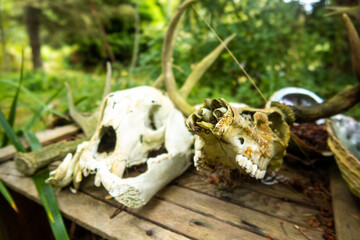 Skulls of Deer found in a Deep Forest on at a Campsite