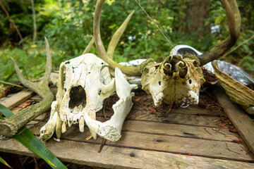 Skulls of Deer found in a Deep Forest on at a Campsite