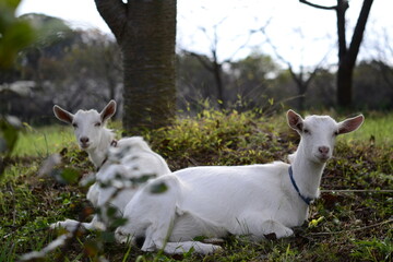 ヤギのカップル