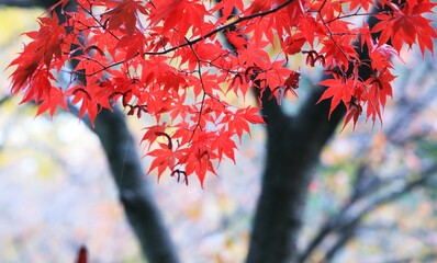 가을풍경 - 빨갛게 물든 단풍