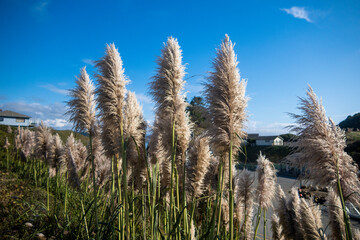 Fototapeta premium Invasive Decorative Pampas Grass growing in a Yard