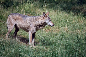 Obraz premium Europäischer Wolf ( Canis lupus ).