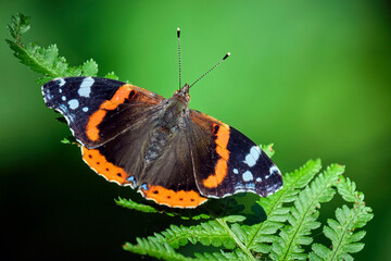 Admiral ( Vanessa atalanta ).