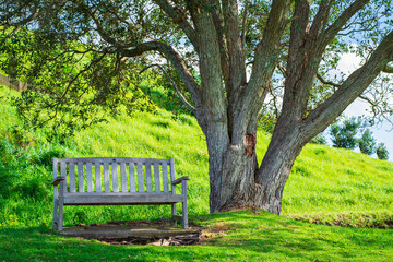 A wooden park bench under a large tree on a grass covered hillside on a sunny spring day in Devonport, Auckland, New Zealand