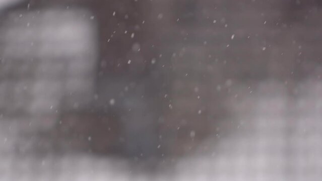 falling snow in the forest