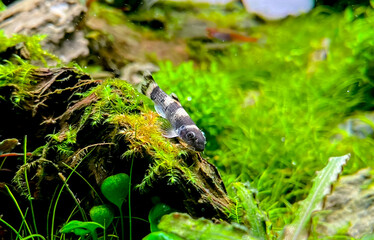 Aquarium fish Garra flavatra - Panda Garra on the stone in the green plant aquarium with Anubias plants.	