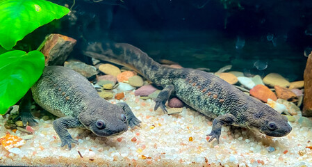 Pleourodeles waltl in the aquarium with sand and Anubias plants - Spanish ribbed newt, also known...