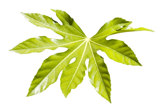 Fatsia Japonica a green leaf semi evergreen shrub commonly known as castor oil plant, png stock photo file cut out and isolated on a transparent background