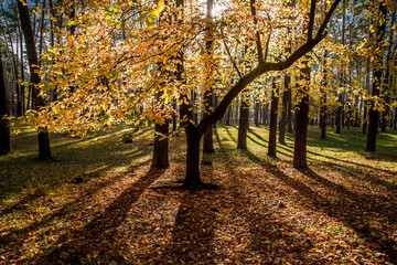 Shadows of golden colorful trees in the autumn forest.