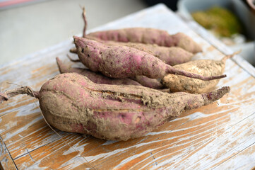 泥付きのサツマイモ