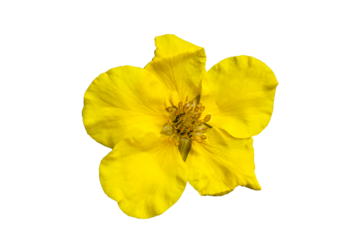 Potentilla 'Goldfinger' cinquefoil, png stock photo file cut out and isolated on a transparent background
