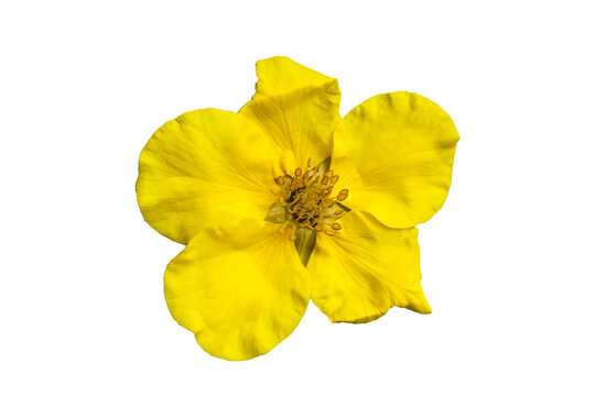 Potentilla 'Goldfinger' cinquefoil, png stock photo file cut out and isolated on a transparent background