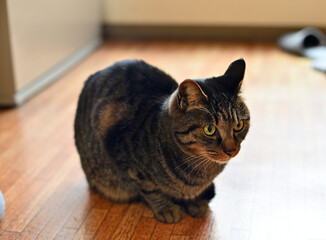 Naklejka premium 家猫