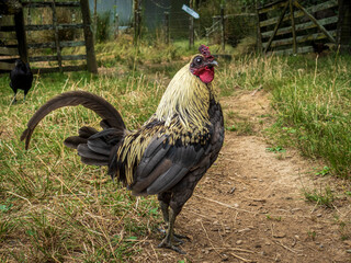 Black-eyed black and gold rooster