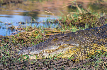 Crocodile at Chobe Riverfront, Kasane, Botswana