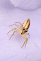 Spider on the flower bud. Macro single shot using Raynox DCR-250. 
