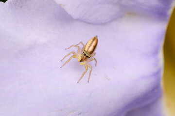 Spider on the flower bud. Macro single shot using Raynox DCR-250. 