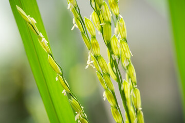 rice flowers, paddy stalk, Thai Jasmine Rice flower fragrance, picture macro Photography
