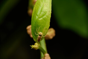 Spider climbing on the leaf. Macro single shot using Raynox DCR-250. 