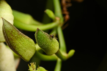 Tiny Fly on the flower bud. Macro single shot using Raynox DCR-250. 