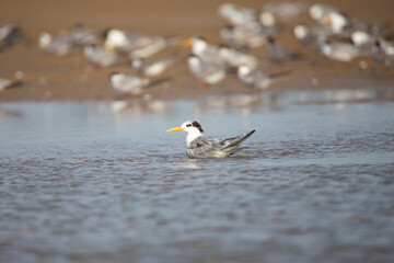Lesser crested tern bathing in backwater