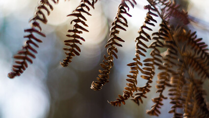 Fougères sauvages, dans la forêt des Landes de Gascogne, mises en valeur par la lumière du crépuscule