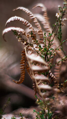 Fougères sauvages, dans la forêt des Landes de Gascogne, mises en valeur par la lumière du crépuscule