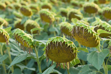 agricultural industry