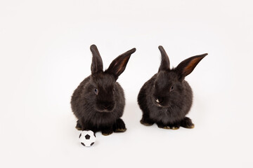 Two black rabbits with soccer balls isolated on a white studio background. Football game. Active hobby. Place for text. Players. Teamwork. Funny animal hare. Sports training. Sporting goods concept