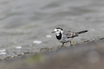 Grey wagtail Motacilla alba in close view ont the Rhine, France