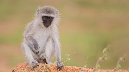 Monkey Business
